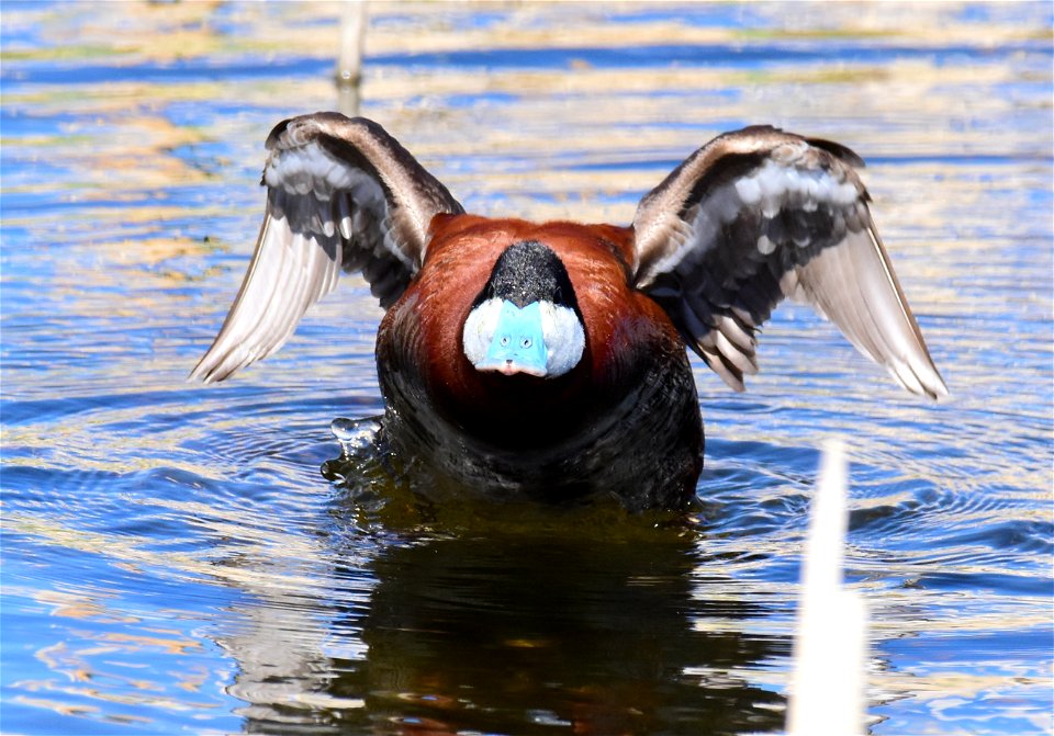 Ruddy duck at Seedskadee National Wildlife Refuge