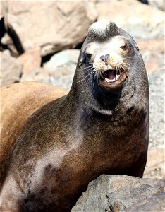 SEA LION, CALIFORNIA (Zalophus californianus) (03-19-2022) crescent city, del norte co, ca -16 photo