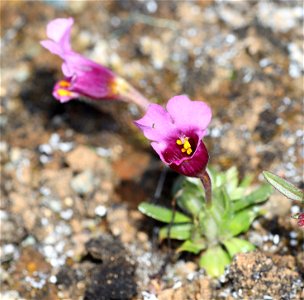 Mimulus nanus (Dwarf Purple Monkeyflower) (04-24-2022) rough and ready botanical area, josephine co, or-01