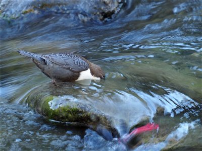 Wasseramsel - whitevthroated dipper - cinclus cinclus