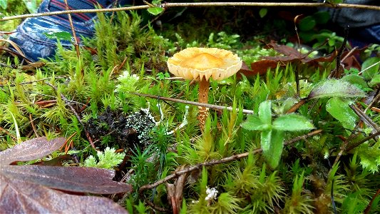 scenery-17---20161120_131007-1jpg_49385756092_o