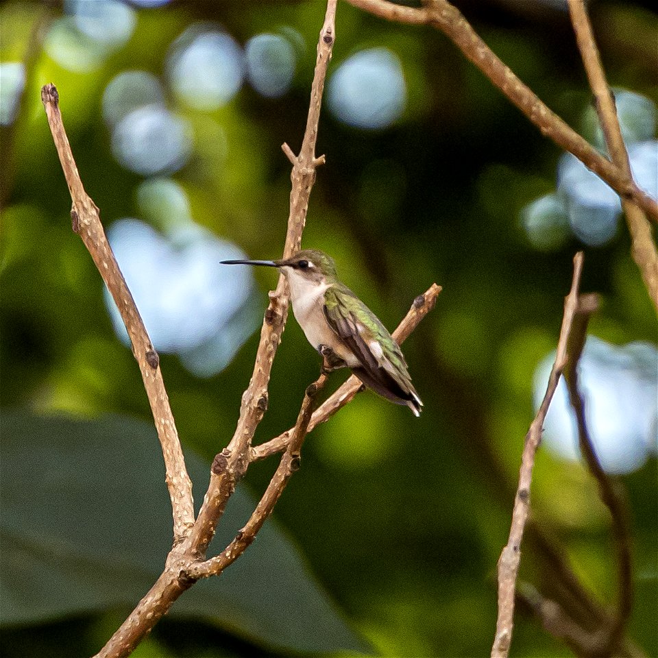 Day 209 - Long Beak! I'm always amazed at how long they are. This female stopped to rest in a tree for me to get a nice shot.