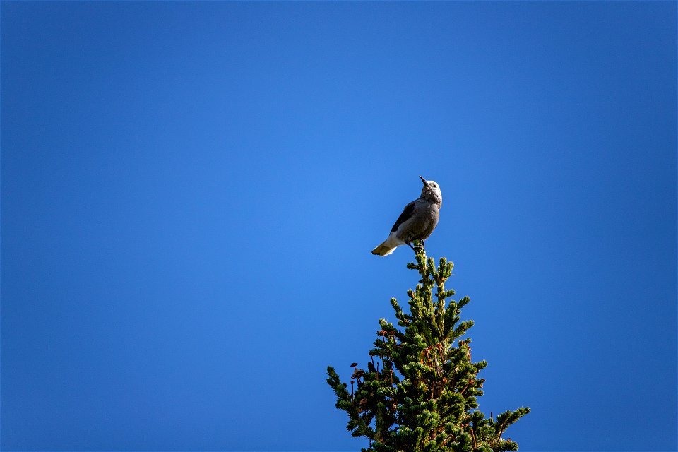 Clark's Nutcracker - Nucifraga columbiana photo