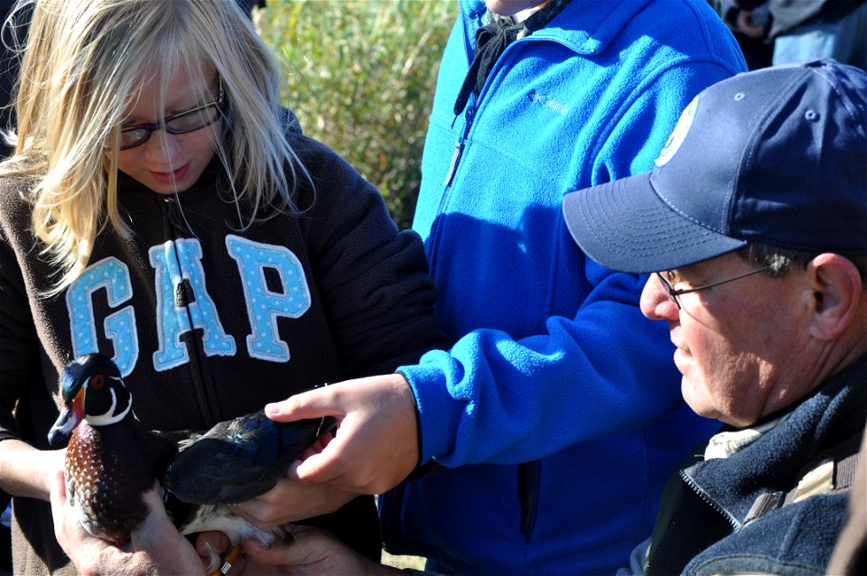 Measuring a wood duck's wing photo