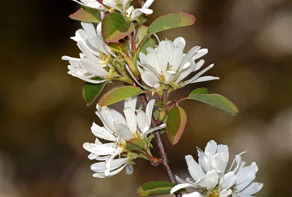 Amelanchier alnifolia (Saskatoon) (04-02-2022) low divide road, smith river national rec area, del norte co, ca -04