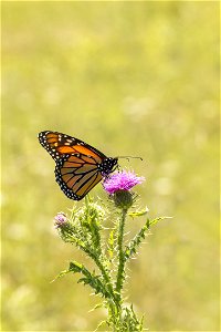 Monarch Butterfly on Knapweed Flower photo