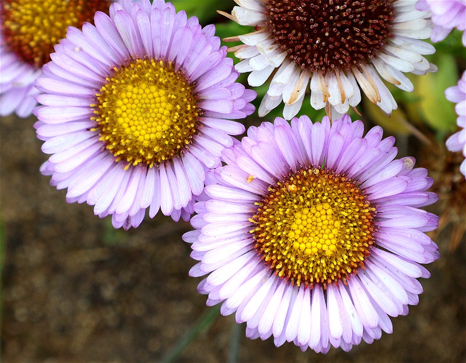 Aster sp (07-02-2022) point st george, del norte co, ca -02