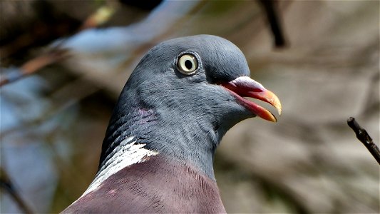 Ringeltaube - Portrait