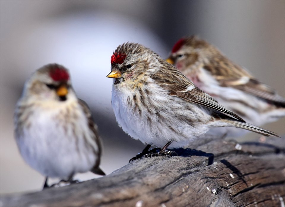 Common redpoll at Seedskadee National Wildlife Refuge