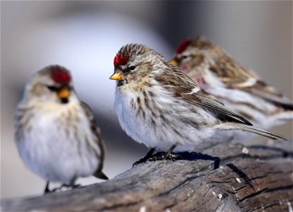 Common redpoll at Seedskadee National Wildlife Refuge