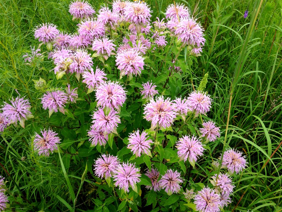 Wild Bergamot Lake Andes Wetland Management District South Dakota
