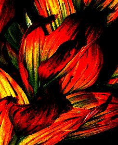 CALIFORNIA CORN LILY - PHOTOSHOP WATERCOLOR -05f