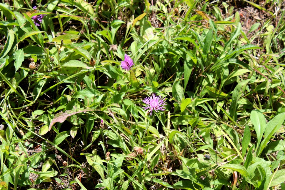 img_1861_meadow-knapweed-across-from-day-use-area1jpg_49385754377_o