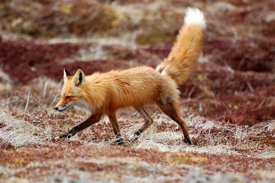 Red Fox photo