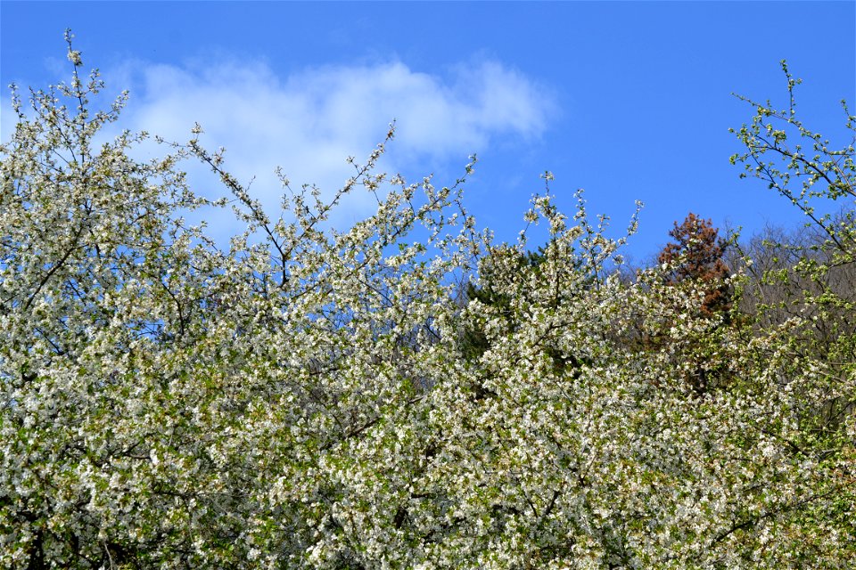 Spring ,April 2023