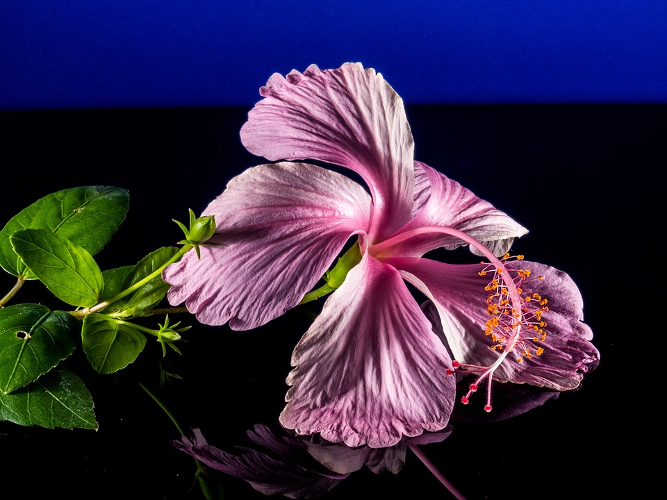 Flower pink marshmallow