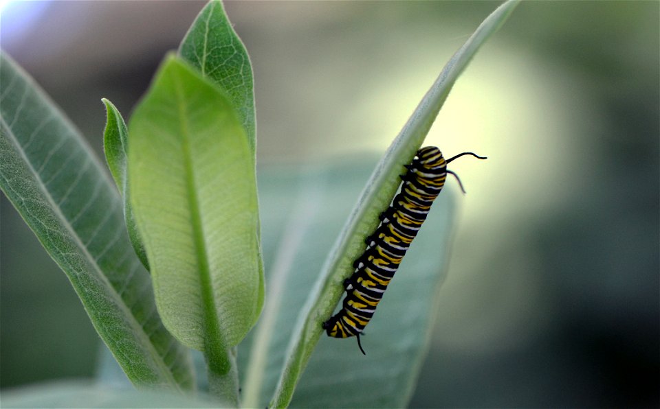 Monarch caterpillar on common milkweed.