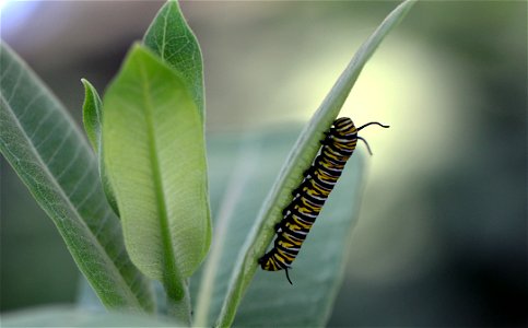 Monarch caterpillar on common milkweed. photo