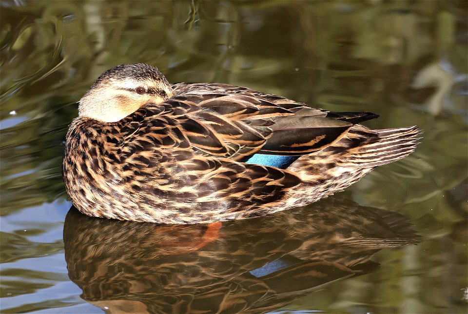 030 - MOTTLED DUCK (02-19-2023) birding center, south padre island, cameron co, tx -01