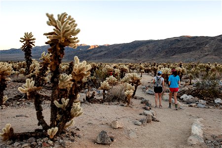 Visitors walking in Cholla Cactus Garden