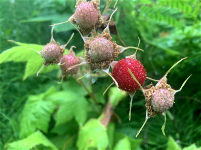 Thimbleberries at Beaver Lake Trail, Mt. Baker-Snoqualmie National Forest. Photo by Sydney Corral July 7, 2021