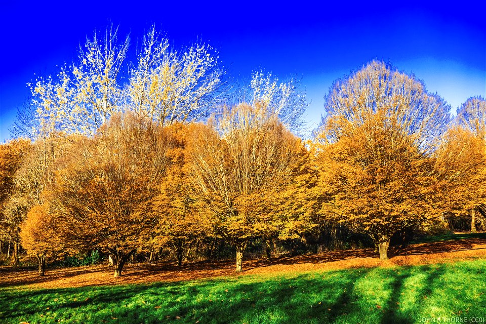 Autumn Trees at Cobtree Park Maidstone