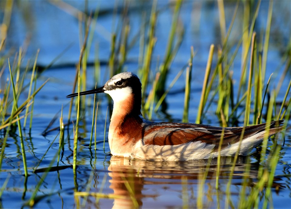 Wilson's phalarope at Seedskadee National Wildlife Refuge