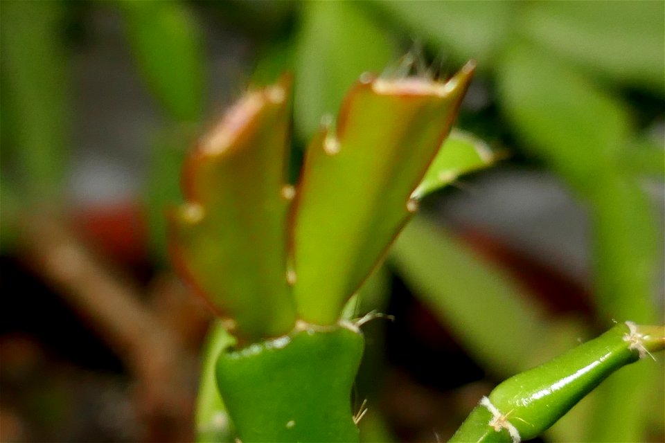 fabulous-foliage_2016_1005_064458