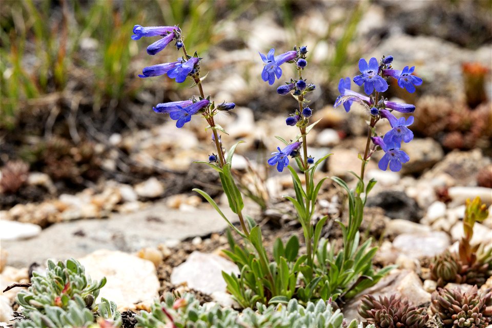 Penstemon humilis