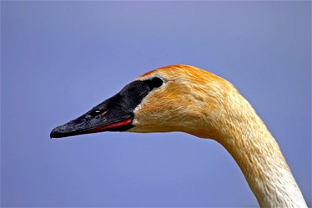 Trumpeter swan photo