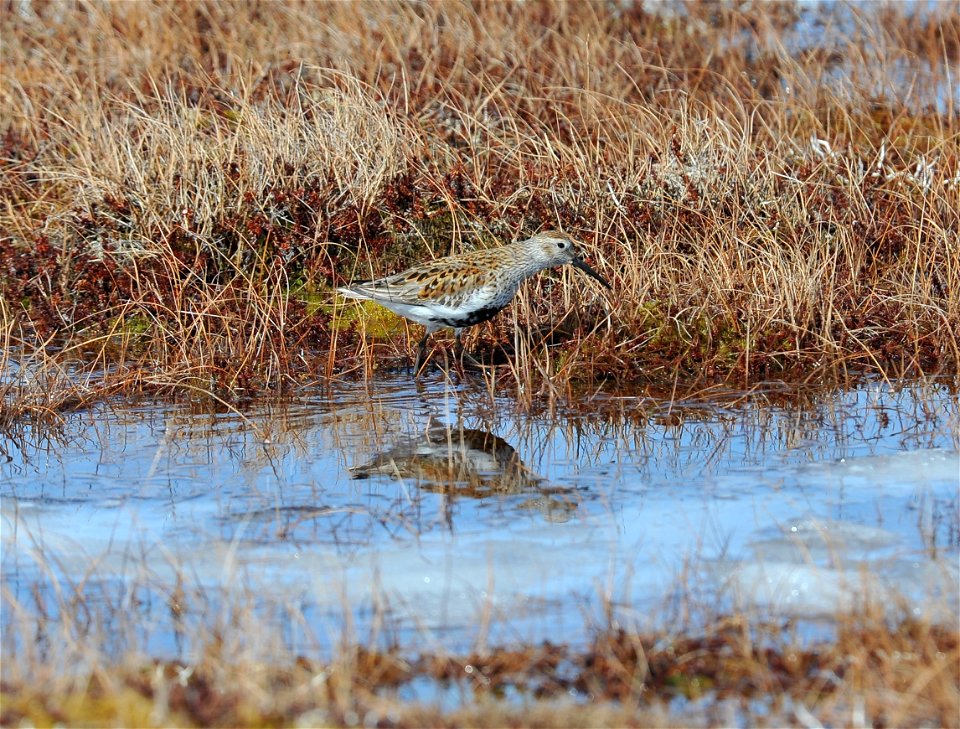 Dunlin photo