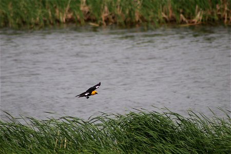 Yellow-Headed Blackbird Lake Andes Wetland Management District South Dakota