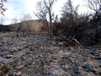 Downed powerlines