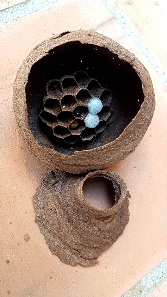 Hornet nest - nid de frelon
