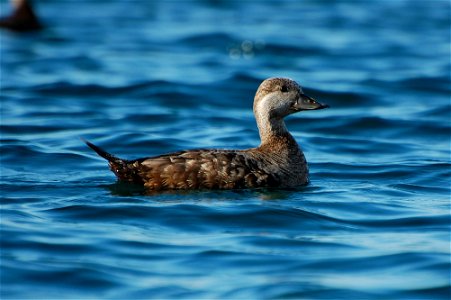 Black Scoter