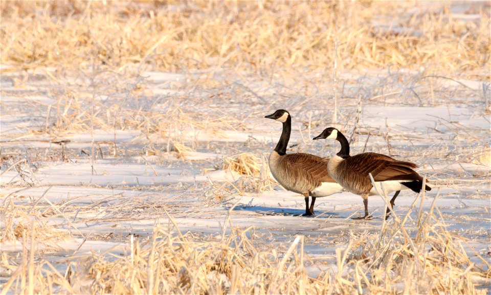 Canada Geese in Spring Huron Wetland Management District