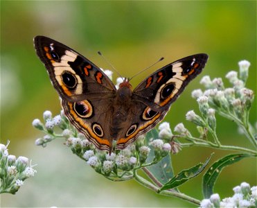 Common Buckeye