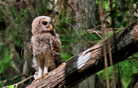 Barred Owl fledgling photo