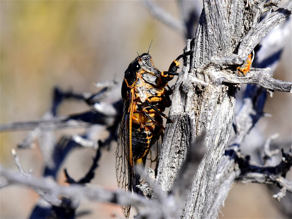 Sagebrush cicada (Okanagana bella) at Seedskadee National Wildlife Refuge Wyoming