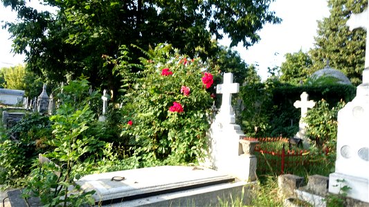 SfVineri_cemetery2021_0728_070653(1)