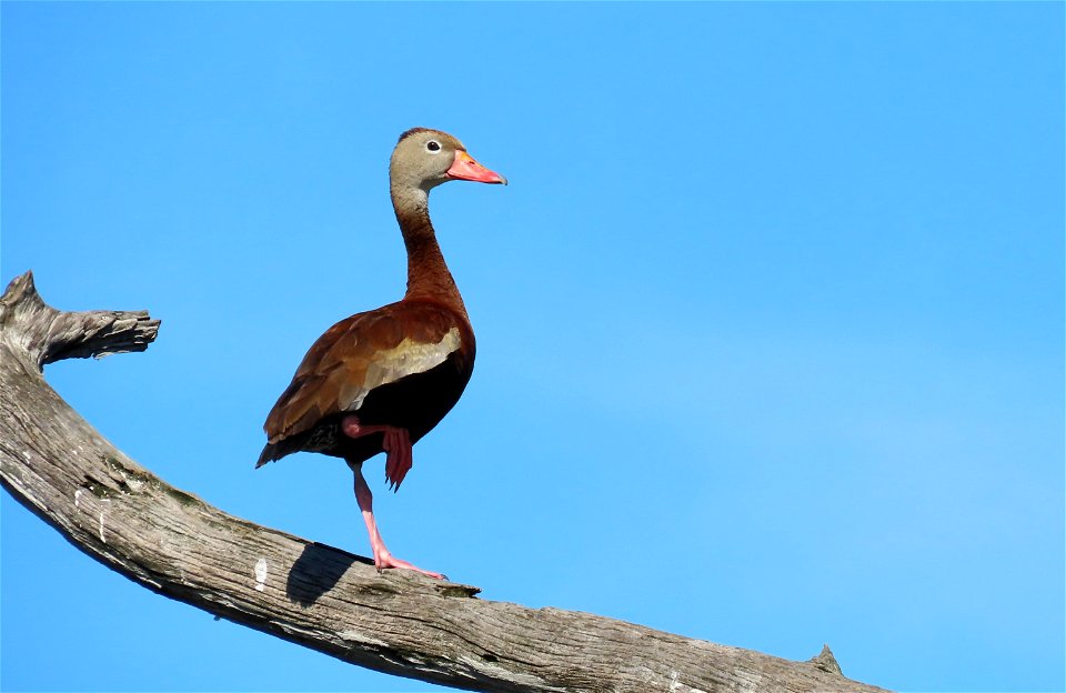 Black-bellied Whistling-Duck