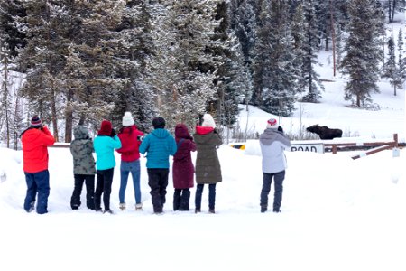 People photographing a bull moose at Pebble Creek Campground photo