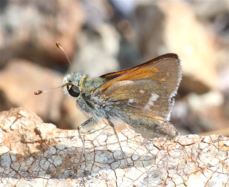 SKIPPER, COLUMBIAN (Hesperia columbia) (06-25-2022) 2360 ft, road cut 3.25  miles past bridge, eight dollar mountain road, josephine co, or (3)
