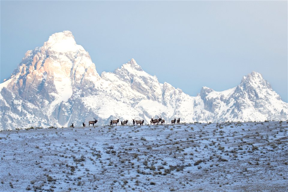 Elk on the National Elk Refuge