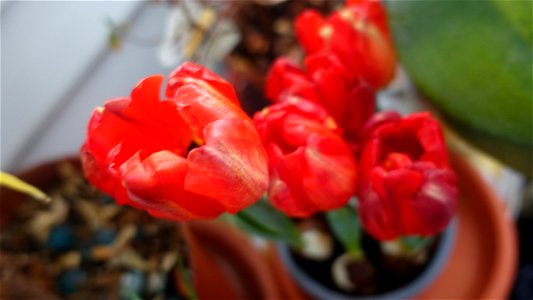 tulips_lalele-2023_0224_170620
