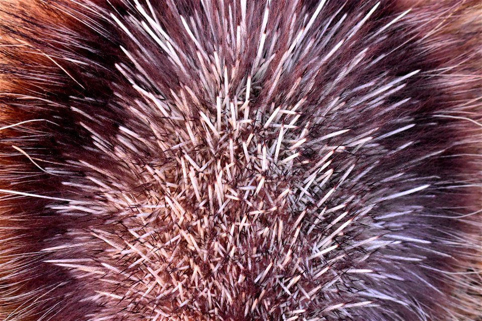 North American porcupine at Seedskadee National Wildlife Refuge