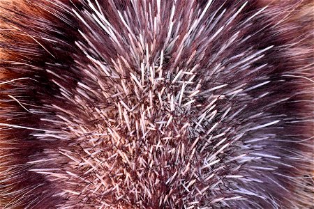 North American porcupine at Seedskadee National Wildlife Refuge photo