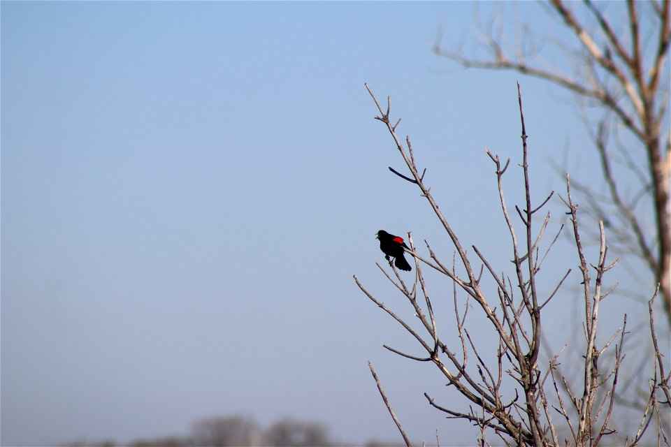 Red-winged Black Bird Owens Bay Lake Andes National Wildlife Refuge South Dakota