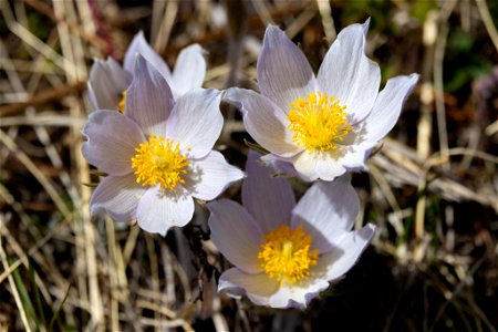 Pasqueflower blooms along the Blacktail Deer Creek Trail photo