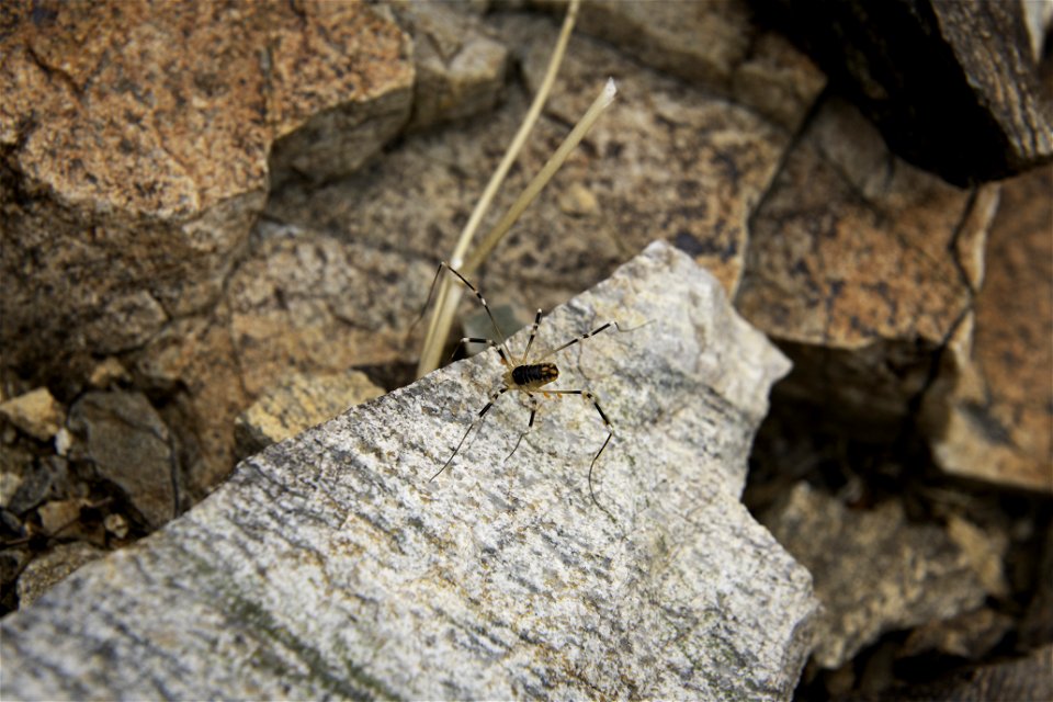 Desert harvestman (Eurybunus) near Pinto Mountain